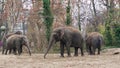 4k shot of an elephant family in Berlin zoological garden. Royalty Free Stock Photo