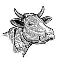 Cow head close up, in a graphic style Royalty Free Stock Photo