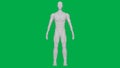 8K 3D Rendered Muscular anatomical Human/AI Mannequin Sculpture model on Green Screen Background Full body Front view