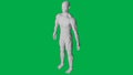 8K 3D Rendered Muscular anatomical Human/AI Mannequin Sculpture Model on Green Screen Background Full body 45 an view
