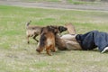 K9 dog training. Attack German and Belgian shepherds. Pets attac