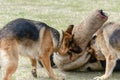 K9 dog training, teamwork. Attack two German shepherds. Pets att