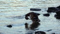 4K. Duck on the shore of a river. There are stones and ripples in the water.