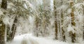 Cinemagraph, 4k, falling snow in the winter forest, loop