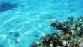 4k footage of beautiful ccolorful coral reef in the red sea. Amazing underwater life