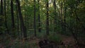 4k footage in the forest in the evening