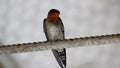 Nature wildlife bird standing on metal rod