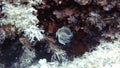 4k footage of a Spiral Tubeworm Spirographis spallanzani in the Mediterranean Sea