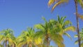 8k footage tropical palms on blue skies