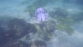 Jellyfish (Sea jelly) mothership, small fish shoaling, underwater