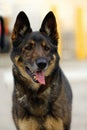 K9 German Shepherd