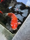 K?haku is a variety of ornamental koi carp