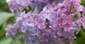 4K - Lilac flowers in the parh close up