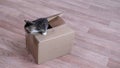 4k little kitten climb out of cardboard box. Curious playful funny striped kitten. Cat hiding in box