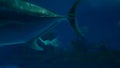 4K. manta ray swimming with giant fish in big aquarium