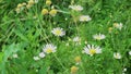 4k. Meadow flowers sway in the wind in a summer day