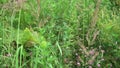 4k. Meadow flowers sway in the wind in a summer day