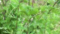 4k. Meadow flowers sway in the wind in a summer day plant Wheatgrass creeping. Vertical panorama.