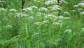 4k. Meadow grasses sway in the wind with water drops after rain