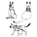 K9 military dogs soldiers in armor vests vector illustration set. Walking German shepherd or belgian malinois Royalty Free Stock Photo