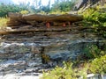 4k Rocky Mountain stream geological formation with flowers in the summer Royalty Free Stock Photo