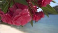 4K Oleanders flowers on Mediterranean Beach, Sea, View Island, Lefkada Greece