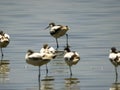 An avocet shaking its leg at a serengeti lake Royalty Free Stock Photo