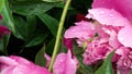 4k. Peony flowers with drop of water after rain. Macro. A narrow zone of sharpness.