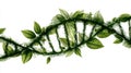 A 4K photo of Green leaf DNA double helix eco friendly. Royalty Free Stock Photo