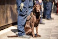 K9 Police dog together with officer on duty Royalty Free Stock Photo