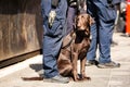 K9 Police dog together with officer on duty Royalty Free Stock Photo