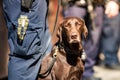 K9 Police dog together with officer on duty Royalty Free Stock Photo