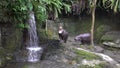 4K Pygmy Hippo open mouth, sign of aggressiveness. Defend a territory in zoo