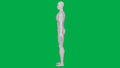 8K 3D Rendered Muscular anatomical Human/AI Mannequin Sculpture model on Green Screen Background Full body Side view