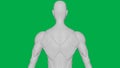 8K 3D Rendered Muscular anatomical Human/AI Mannequin Sculpture model on Green Screen Background Upper body Back view