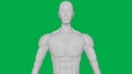 8K 3D Rendered Muscular anatomical Human/AI Mannequin Sculpture model on Green Screen Background Upper body Front view