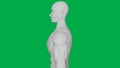 8K 3D Rendered Muscular anatomical Human/AI Mannequin Sculpture model on Green Screen Background Upper body Side view