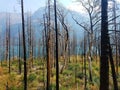 4k Rocky Mountain forest fire with flowers in the summer and lake Royalty Free Stock Photo