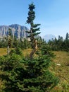 4k Rocky Mountain high forest with flowers in the summer and tree Royalty Free Stock Photo