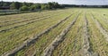 4K Rural field in summer with bales of hay