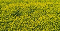 Drone view of agricultural field. Oilseed rape field - GMO. Royalty Free Stock Photo