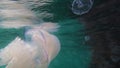 jellyfish Rhizostoma Pulmo or barrel jellyfish swimming in Black Sea
