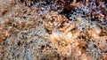 4k slow motion video of a Brown Fanworm (Notaulax nudicollis) in Cozumel