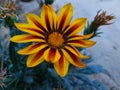 4K Sunflower wallpaper for android and Computer