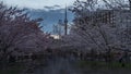 Toronto, Canada, Time lapse - The Trinity-Bellwoods park from day to night during the cherry blossom season