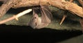 4K UltraHD Egyptian Fruit Bat, Rousettus aegyptiacus feeding