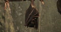 4K UltraHD Egyptian Fruit Bat, Rousettus aegyptiacus roosting