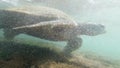 4k underwater footage of big green turtle swimming above coral reeef at ocean coast