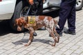 New York Police K-9 unit providing security in Manhattan Royalty Free Stock Photo