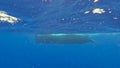 4k video of an adult Sperm Whale (Physeter macrocephalus)